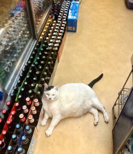 cute things on internet: cats in stores